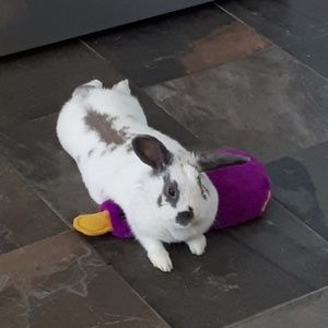 Meet your Posher, Diana